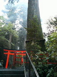 hakone-sugi.jpg