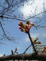 sakura.jpg